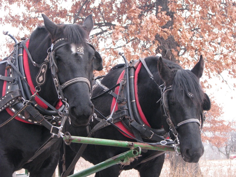 Horse drawn wagon rides