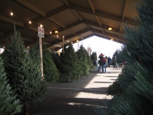 Hundreds of trees displayed