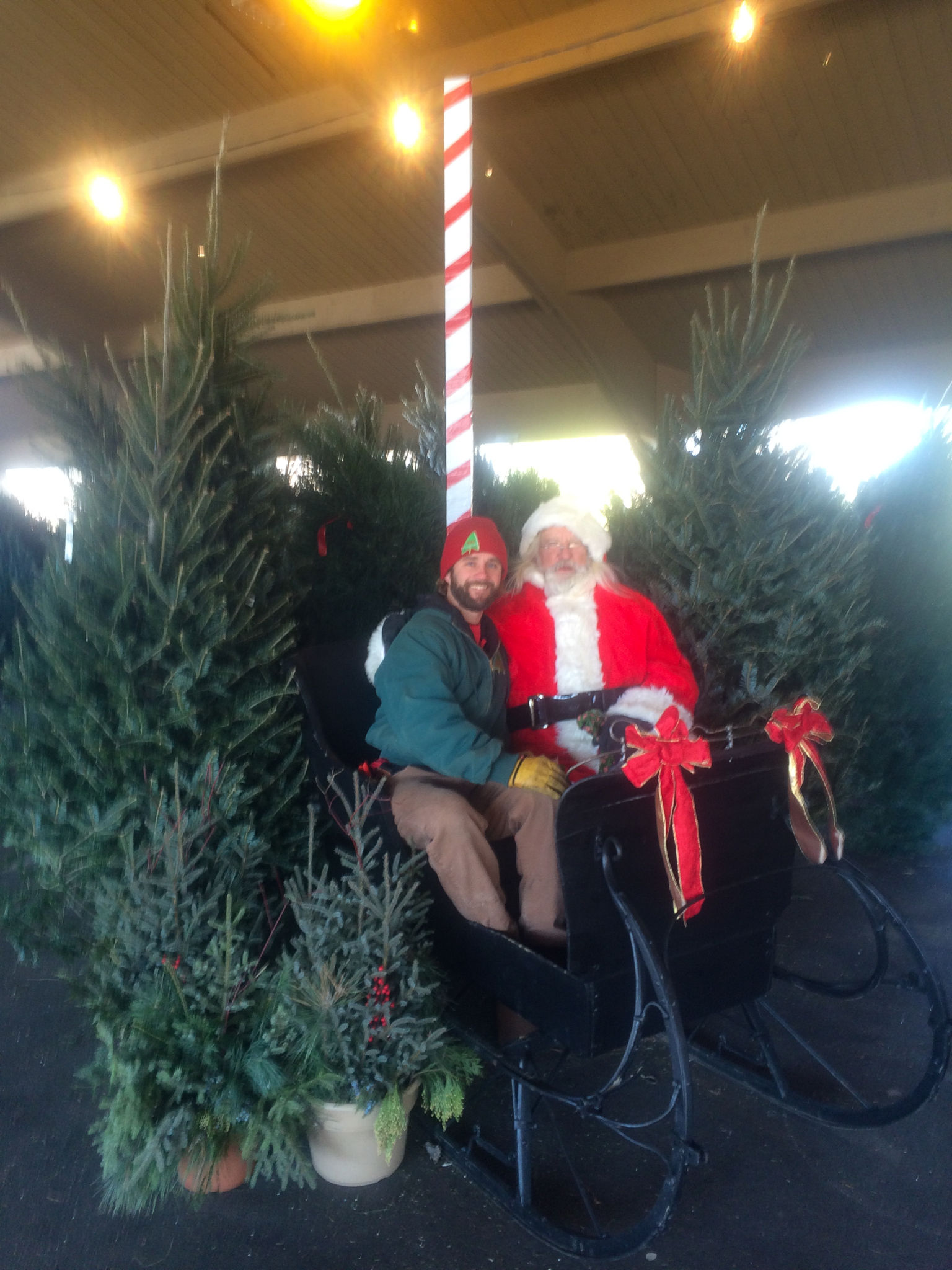 Christmas Trees Twin Cities Christmas Tree Retail Lots BJ Trees